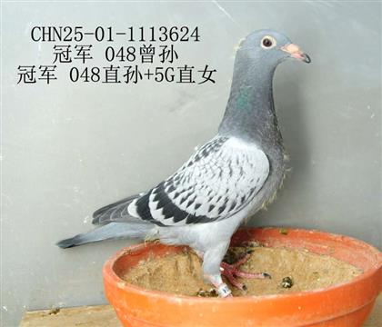 冠軍 048曾孫-10