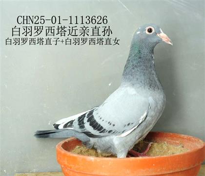 白羽羅西塔近親直孫-11