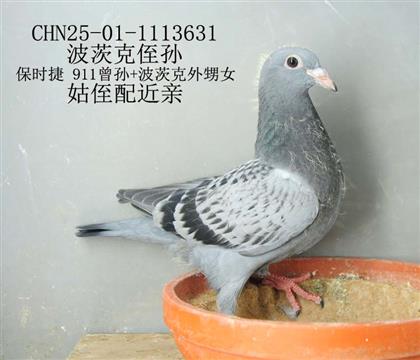 波茨克侄孫-12
