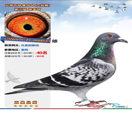 慧眼鴿舍:云南石林公棚決賽40名