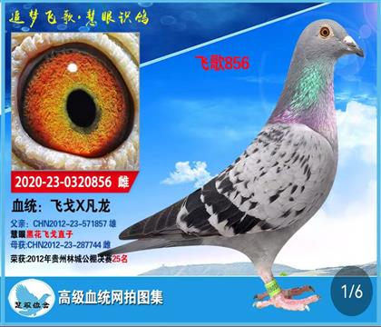慧眼鴿舍:飛戈856