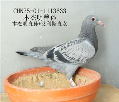 本杰明曾孫-13