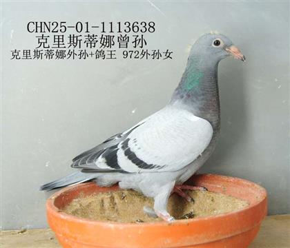 鴿王 972曾孫-14