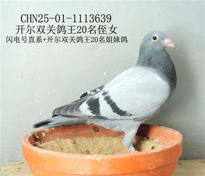 開爾雙關(guān)鴿王20名侄女-15