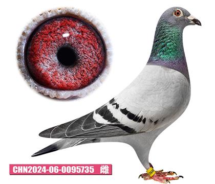 胡曼斯-哈利公主735