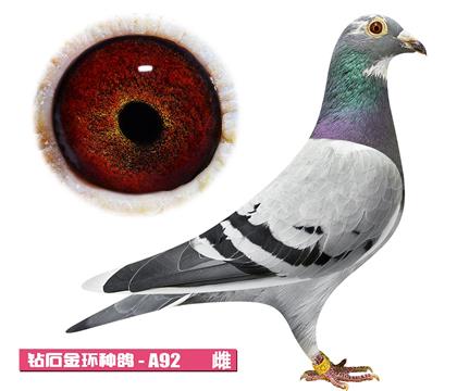 范登布克-好紅佳人A92