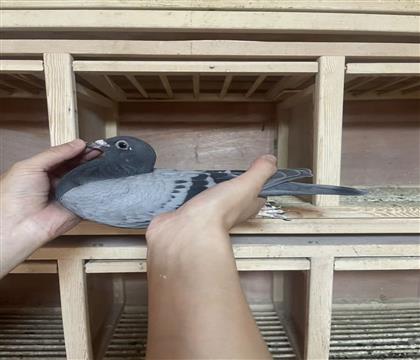 Ӣ˹Ѫϵ