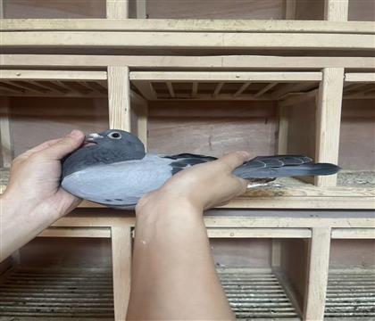 Ӣ˹Ѫϵ