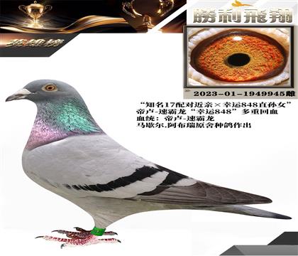金環(huán):帝盧-速霸龍“幸運848”