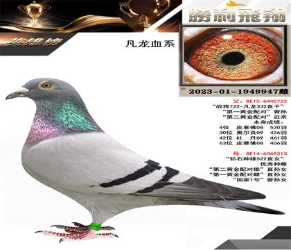 金環(huán):凡龍血系