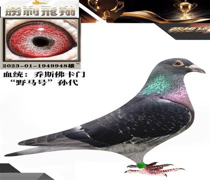 金環(huán):喬斯佛卡門”野馬號“孫代