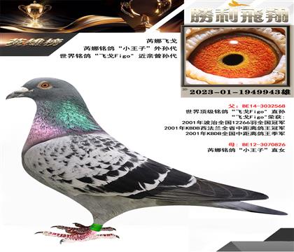 金環(huán):世界銘鴿”飛戈“近親