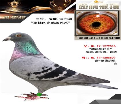 金環(huán):威廉.迪布恩”奧林匹克颶風孫系“