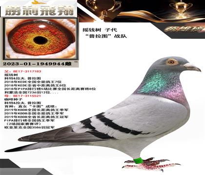 金環(huán):搖錢樹子代 ”普拉圖“戰(zhàn)隊