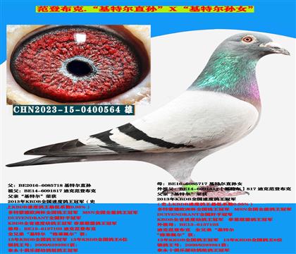 迪克范登布克“基特爾直孫”X“基特爾孫女”