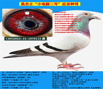 (吃苦耐勞 惡劣天氣)桑杰士高級(jí)提速種母