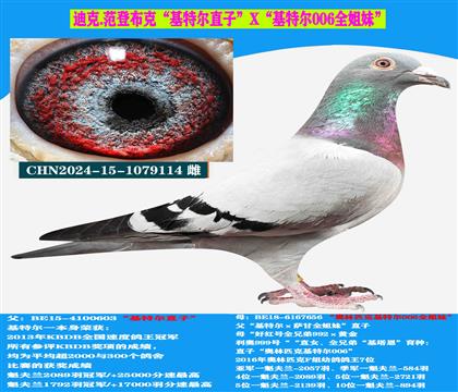 迪克 范登布克“基特爾”直子X(jué)“基特爾006