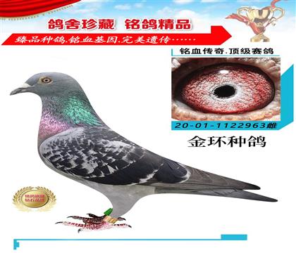 金環(huán):喬爾.佛斯豪特“阿曼多”