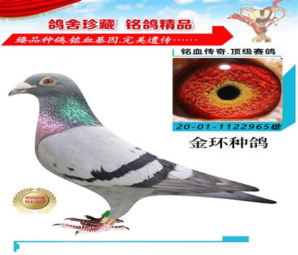 金環(huán):血統(tǒng)“史蒂芬.蘭布瑞契”