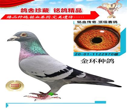 金環(huán):蓋比“閃電號”直子作育