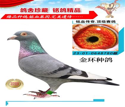 金環(huán):艾希福雷迪拉貢