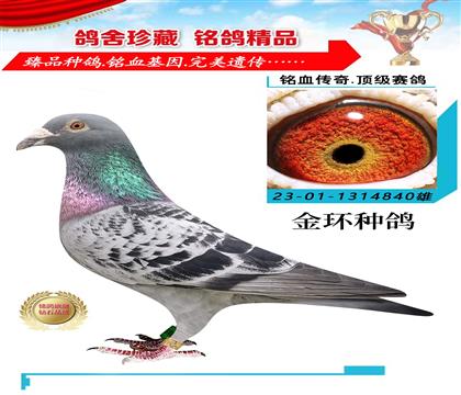 金環(huán):漂亮吉伯特博爾特