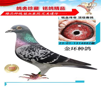 金環(huán):利奧血統(tǒng)”薩菲爾外孫x薩菲爾直孫女”作出