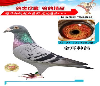 金環(huán):利奧血統(tǒng)”薩菲爾外孫x薩菲爾直孫女”作出