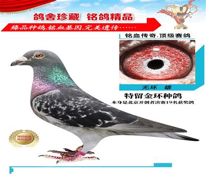 剪環(huán)種鴿 本身開創(chuàng)者決賽19名