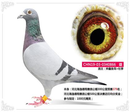 河北海逸德翔賽鴿公棚300公里預賽379名 雄