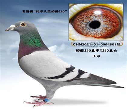 ˹D240РHN