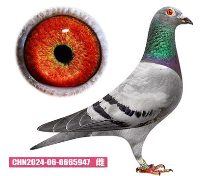 亨利門(mén)騰-銀翼佳人947