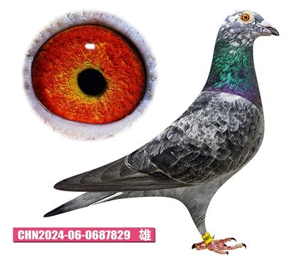 噶斯頓-魅影悍將829