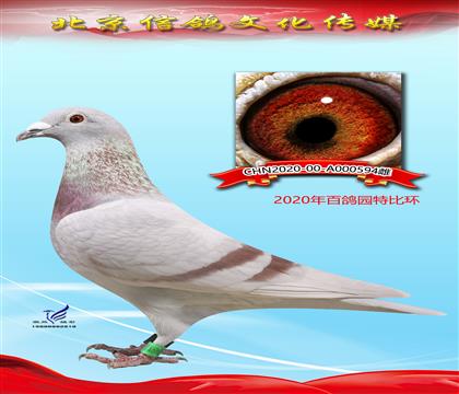 詹森晚生紅狐X蓋比