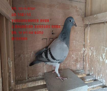 ɫ wСw5547