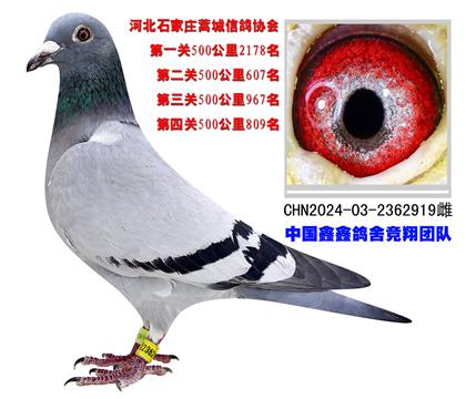 河北石家莊蒿城信鴿協(xié)會(huì)500公里809名