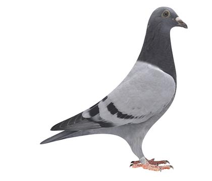 (lin)ϕ(hu)܊ֱ