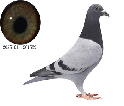 (lin)ϕ(hu)܊ֱ