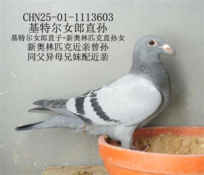 基特爾女郎直孫-1
