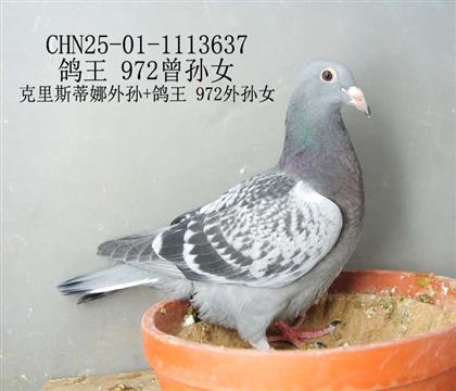 鴿王 972曾孫女-5