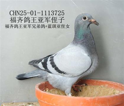 福齊鴿王亞軍侄子-19