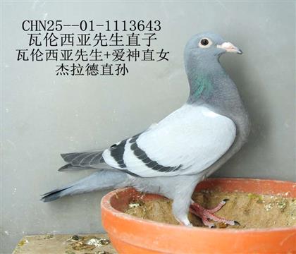 ”梅西”第一代表直子”杰拉德”直孫-6