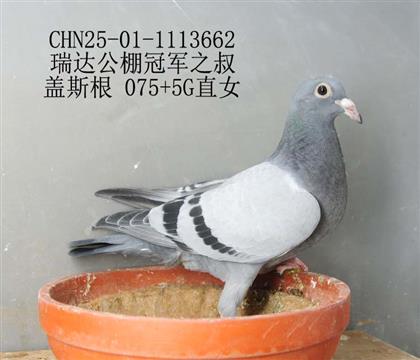 瑞達(dá)公棚冠軍之叔-7
