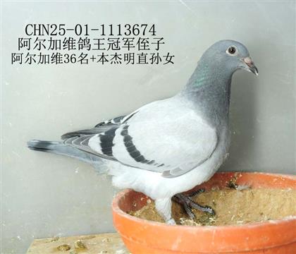 阿爾加維鴿王冠軍侄子-10