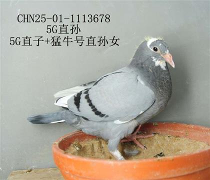 5G直孫-11