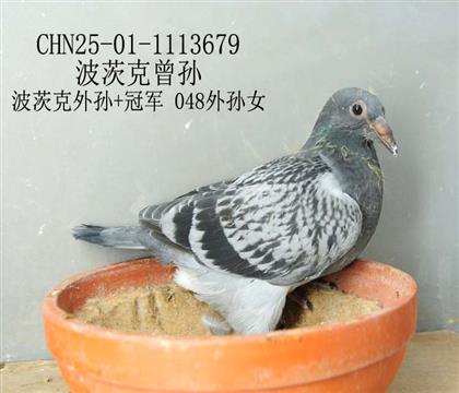 波茨克曾孫-12