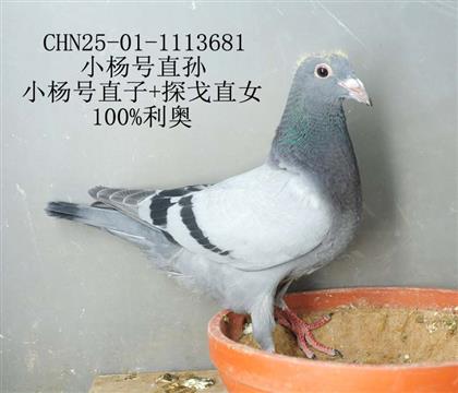 利奧小楊號直孫-13