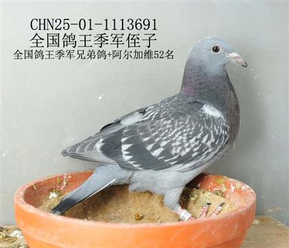 全國鴿王季軍侄子-14
