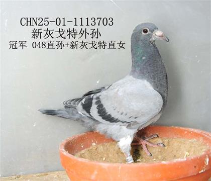 新灰戈特外孫-16