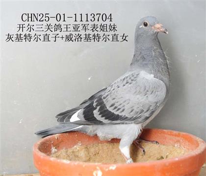 開爾三關(guān)鴿王亞軍表姐妹-17